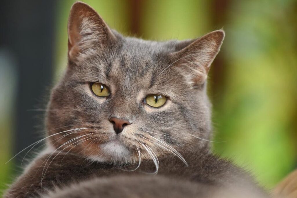 como cuidar y preparar a gatos ancianos para la muerte