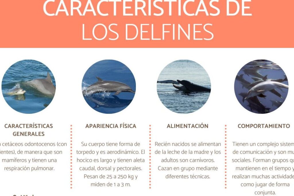 conoces las caracteristicas anatomicas de un delfin