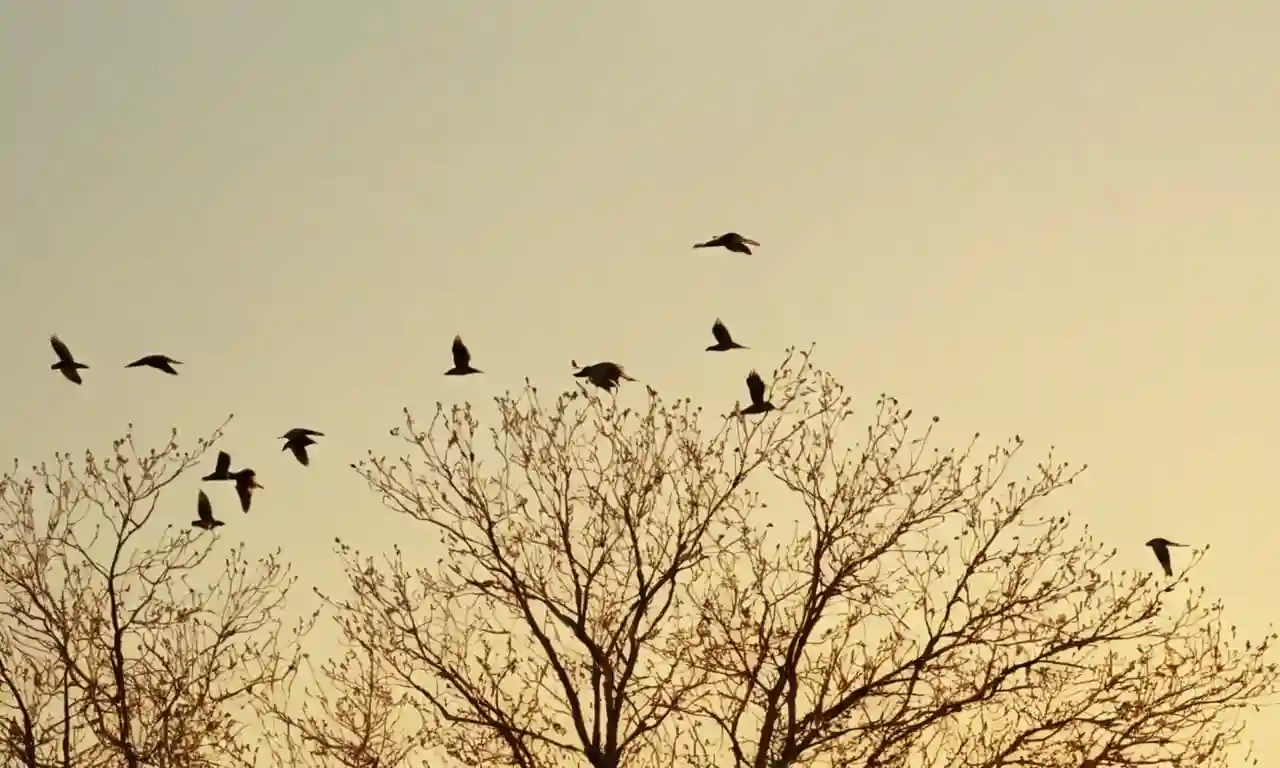 Aves en vuelo o encaramadas en ramas con diversas especies ilustradas.