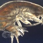 Investigadores detectan cocaína en todos los camarones de Inglaterra