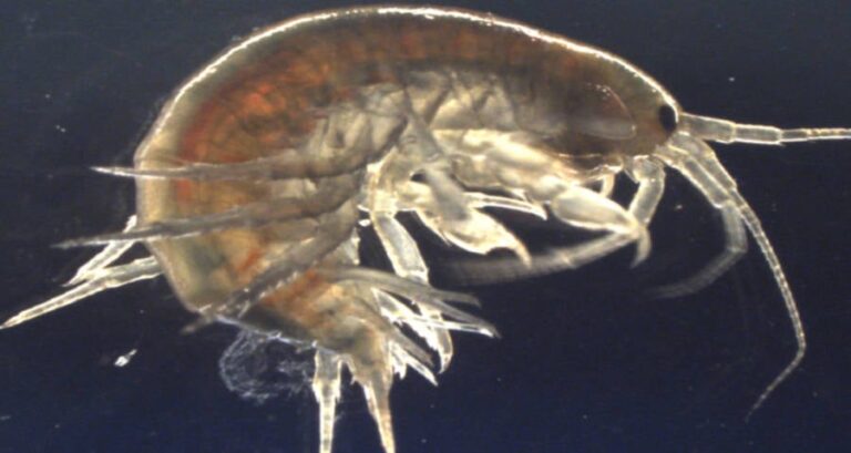 Investigadores detectan cocaína en todos los camarones de Inglaterra