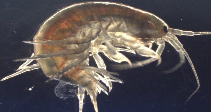 Investigadores detectan cocaína en todos los camarones de Inglaterra