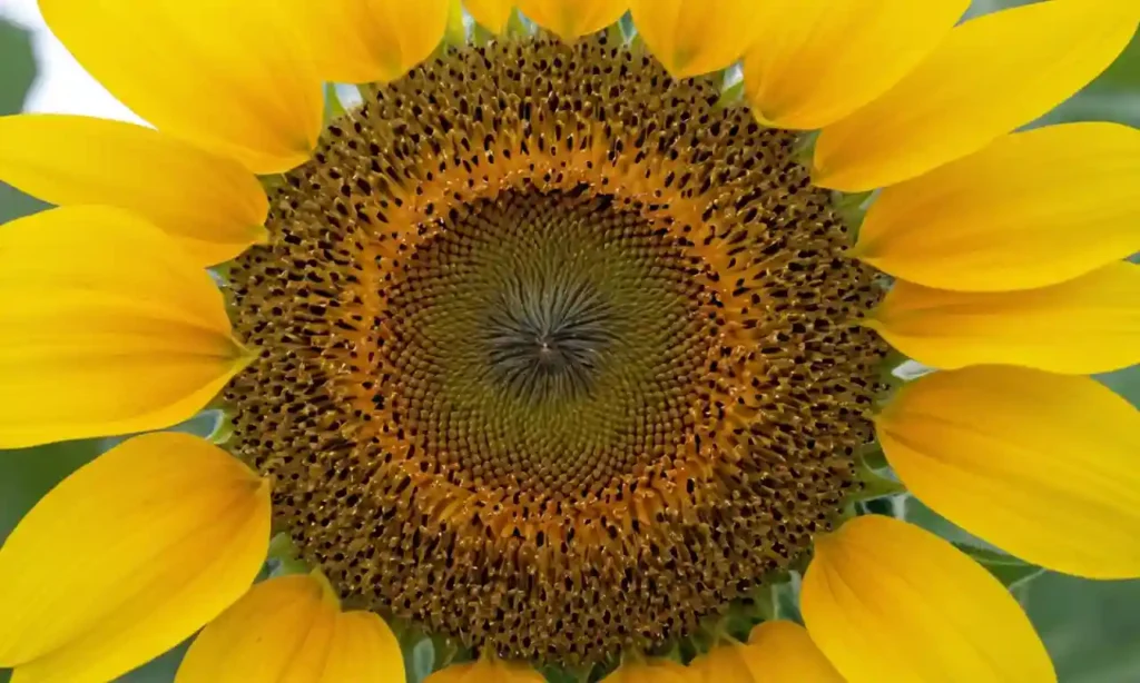 Una imagen de primer plano de un jirasol (sunflower) con sus pétalos amarillos brillantes y centro oscuro.