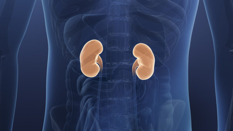 Cientificos Descubren Metodo Para Trasplante Renal Universal