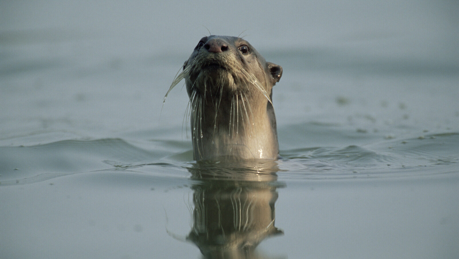 Cientificos Emocionados Por Avistamiento De Criatura Esquiva En Camaras
