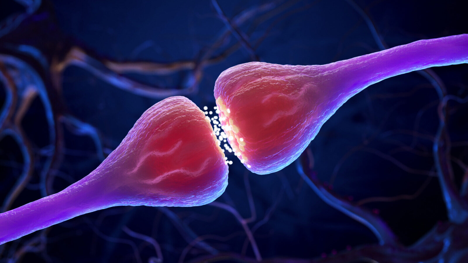 Descubren Conexion Neuronal Que Podria Propagar El Alzheimer