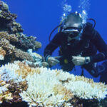 El arrecife de coral alcanza el punto de no retorno climático