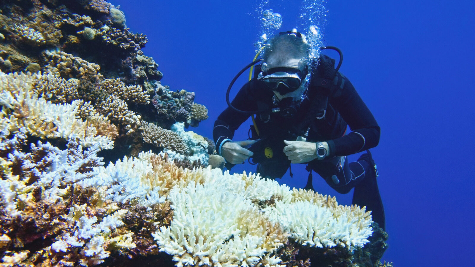 El Arrecife De Coral Alcanza El Punto De No Retorno Climatico