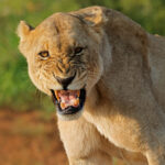 Los Leones Generan Menos Miedo En Animales Que Este Superpredador