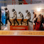 Nuevo hallazgo fósil sugiere coexistencia de especies humanas extintas