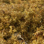 Que Es El Gran Cinturon De Sargazo Del Atlantico